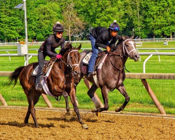 Gidu and Magnum Moon 2yos